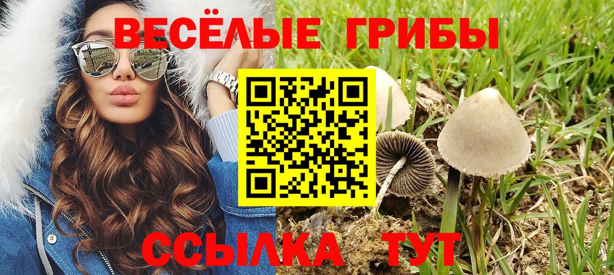 Псилоцибиновые грибы Psilocybine cubensis  Вход с VPN  Курчалой  Галлюциногенные грибы Psilocybe 