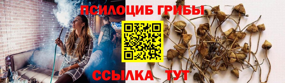 Псилоцибиновые грибы GOLDEN TEACHER Курчалой